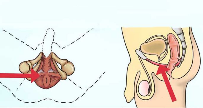 Where is the muscle of the Kegel